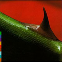 Night Song (CD)